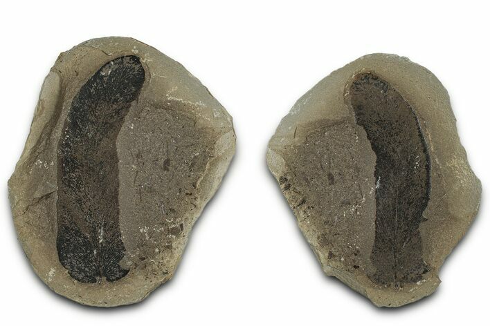 Macroneuropteris Fern Fossil Pos/Neg - Mazon Creek #331749